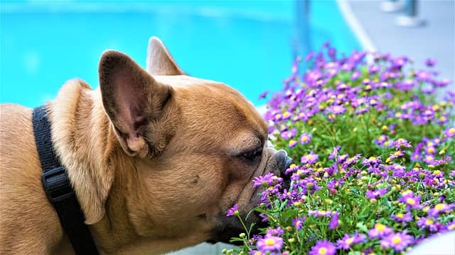 franse-bulldog-ruiken
